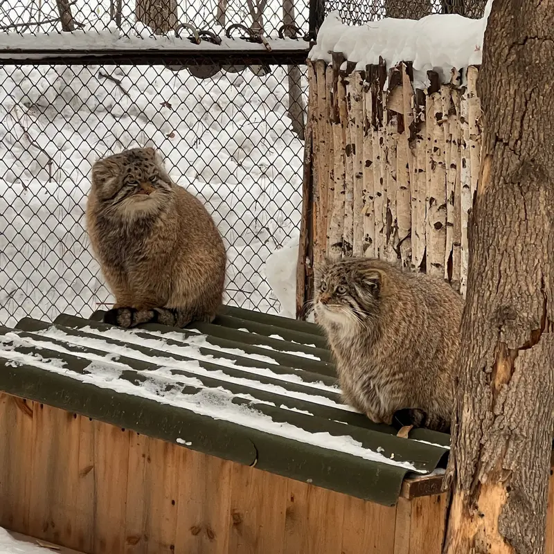 ノヴォシビルスク動物園のミアとジョージの写真