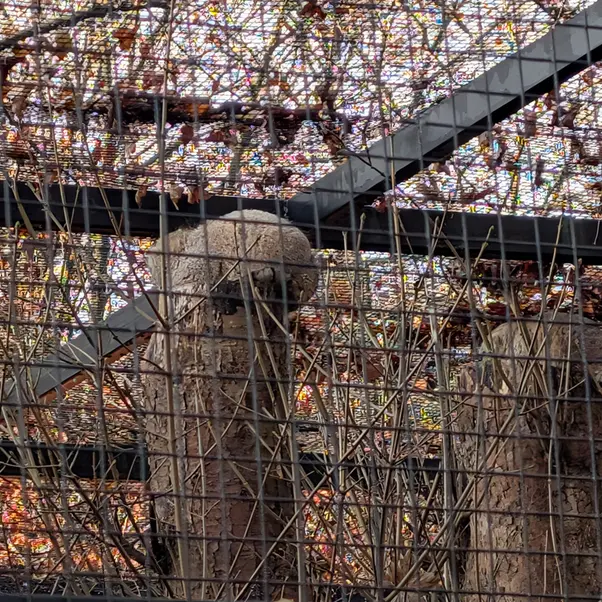 グダニスク動物園のザヤとサヤンの写真