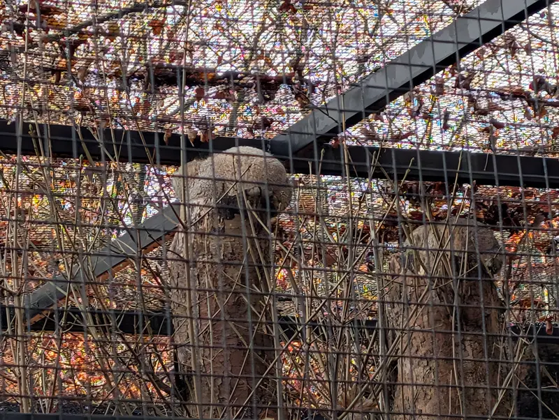 グダニスク動物園のザヤとサヤンの写真
