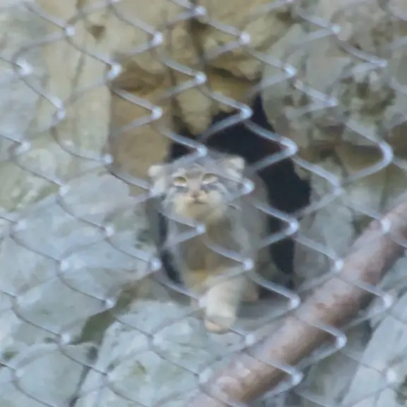 ウッドランド・パーク動物園のマヌルネコの写真