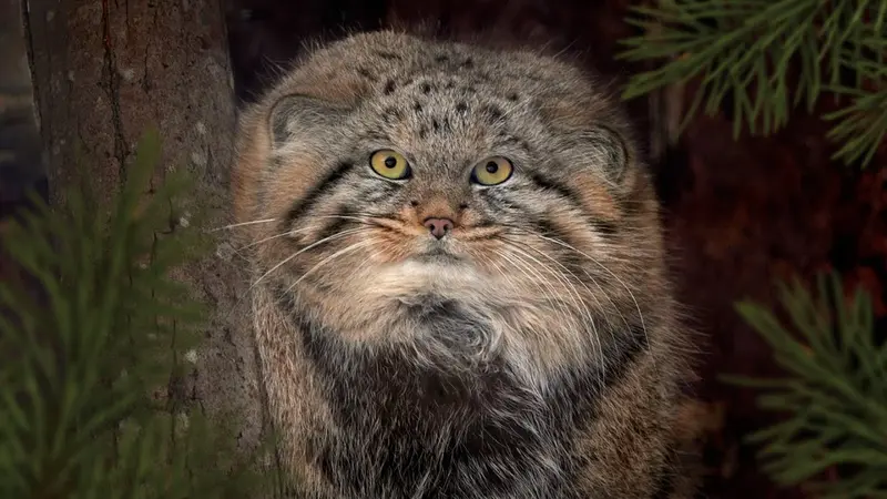 Leningrad zooのシューの動画