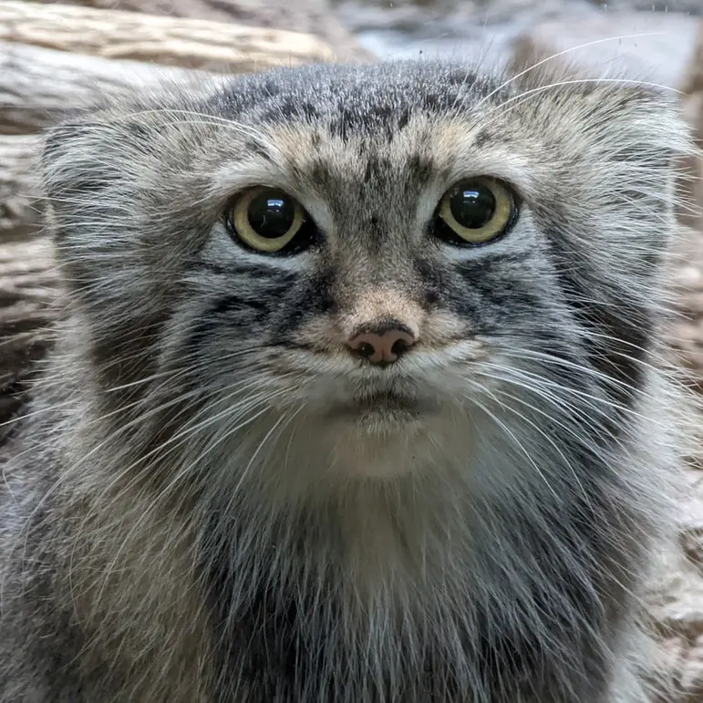 バーミンガム動物園のミーシャの写真