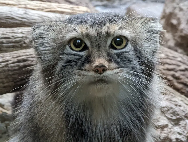 バーミンガム動物園のミーシャの写真