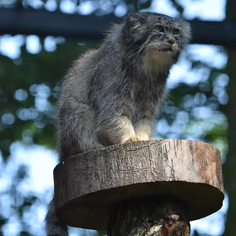 グダニスク動物園のマヌエルの写真