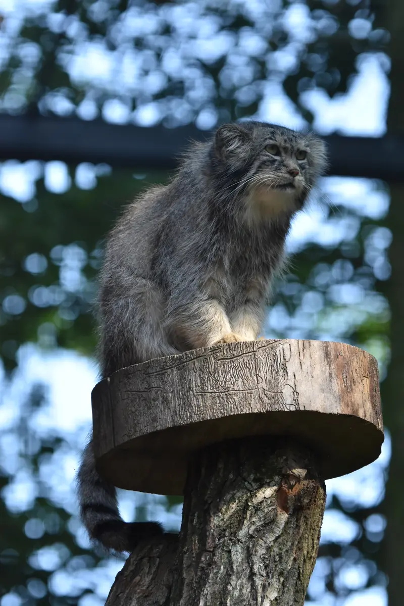 グダニスク動物園のマヌエルの写真