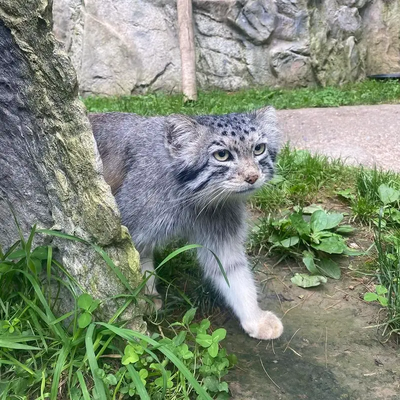 ビンガムトン動物園（ロス・パーク）のマカリの写真