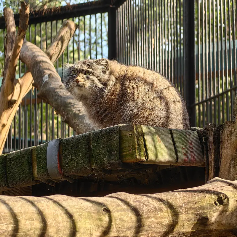ノヴォシビルスク動物園のグレイの写真