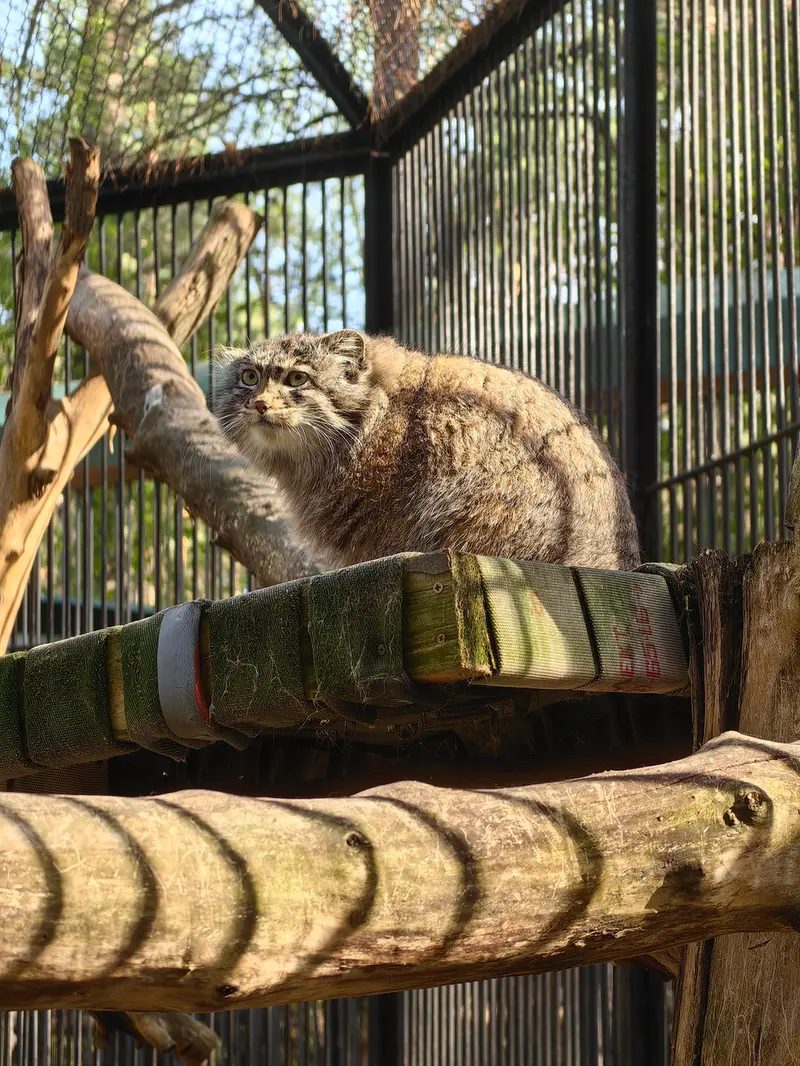 ノヴォシビルスク動物園のグレイの写真