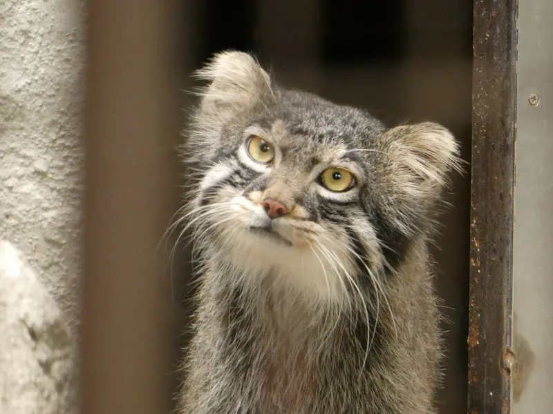野毛山動物園のフィーガの写真