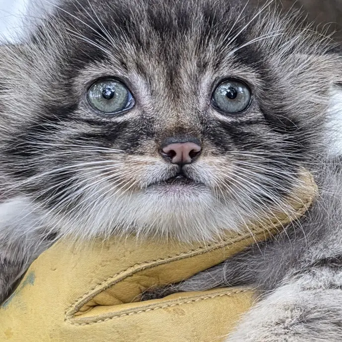 ニアイビ動物園のイーヴィーの子ネコ b.2026 Ⅰの写真
