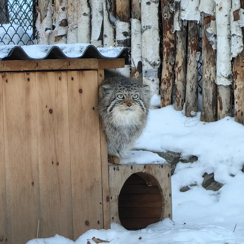 ノヴォシビルスク動物園のイヴの写真