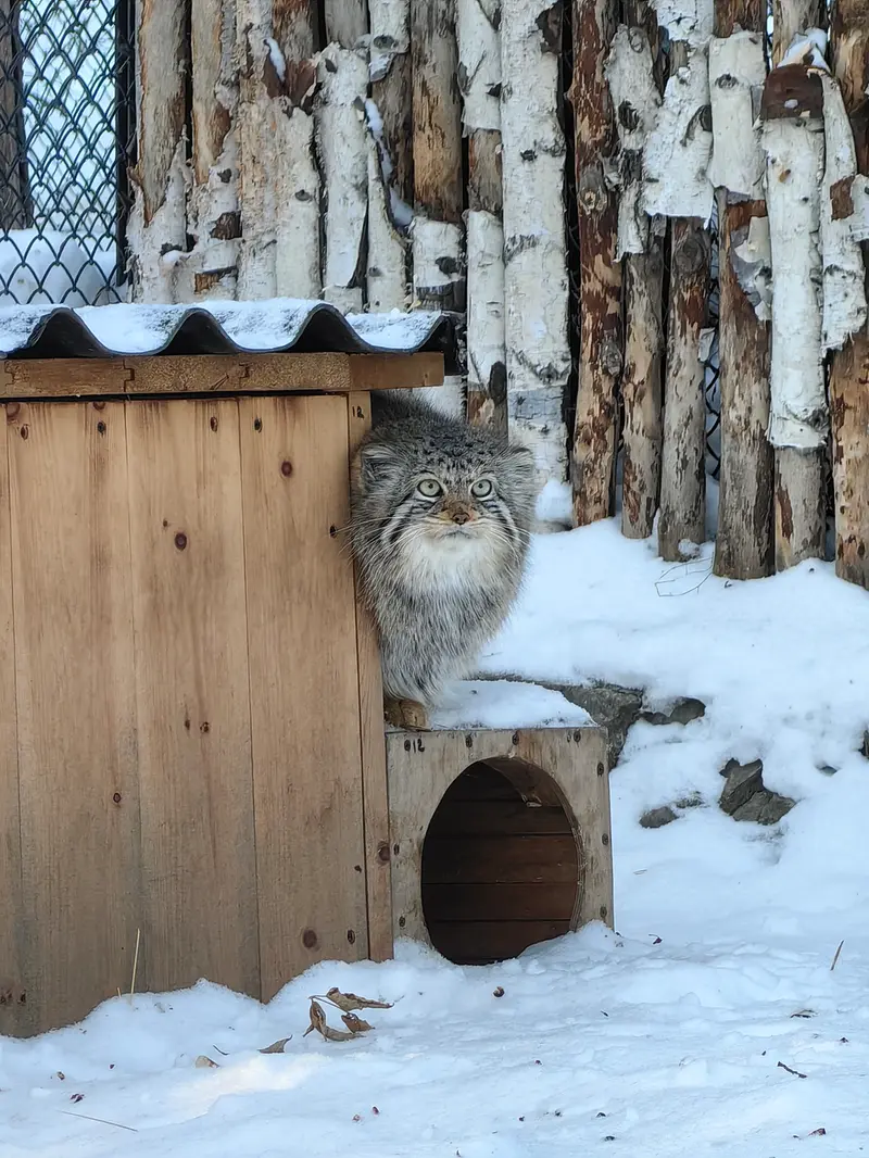ノヴォシビルスク動物園のイヴの写真