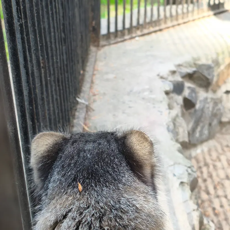 ノヴォシビルスク動物園のグレイの写真