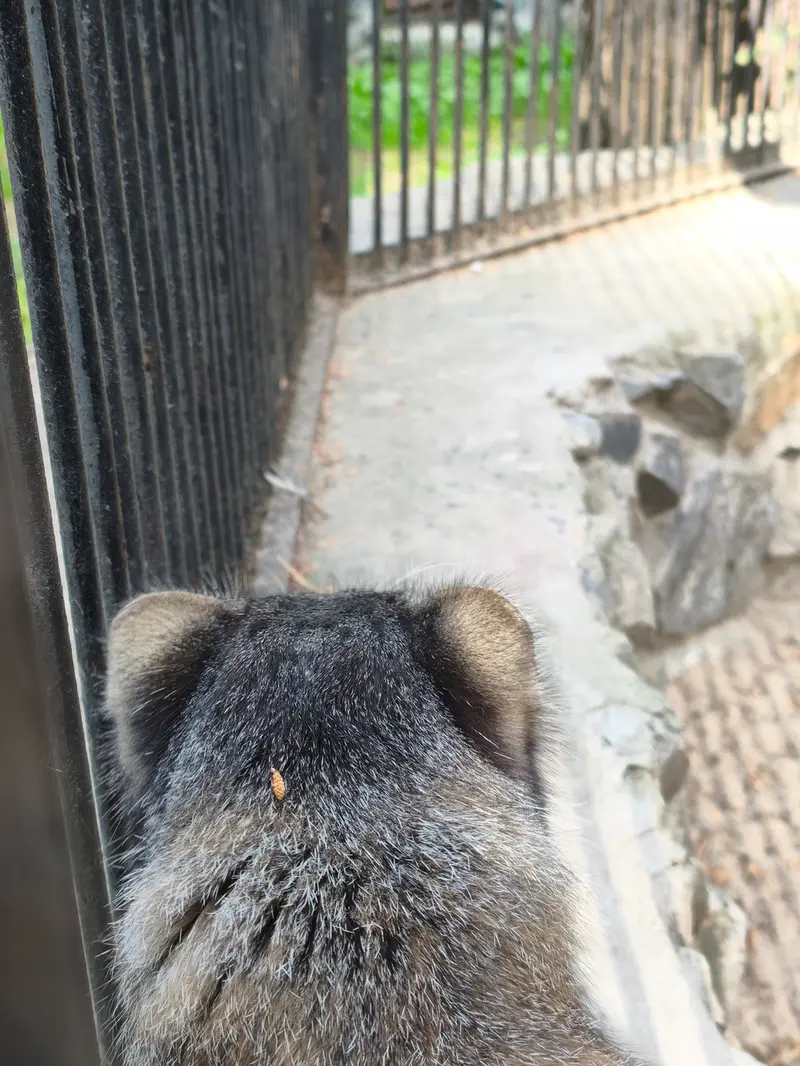 ノヴォシビルスク動物園のグレイの写真