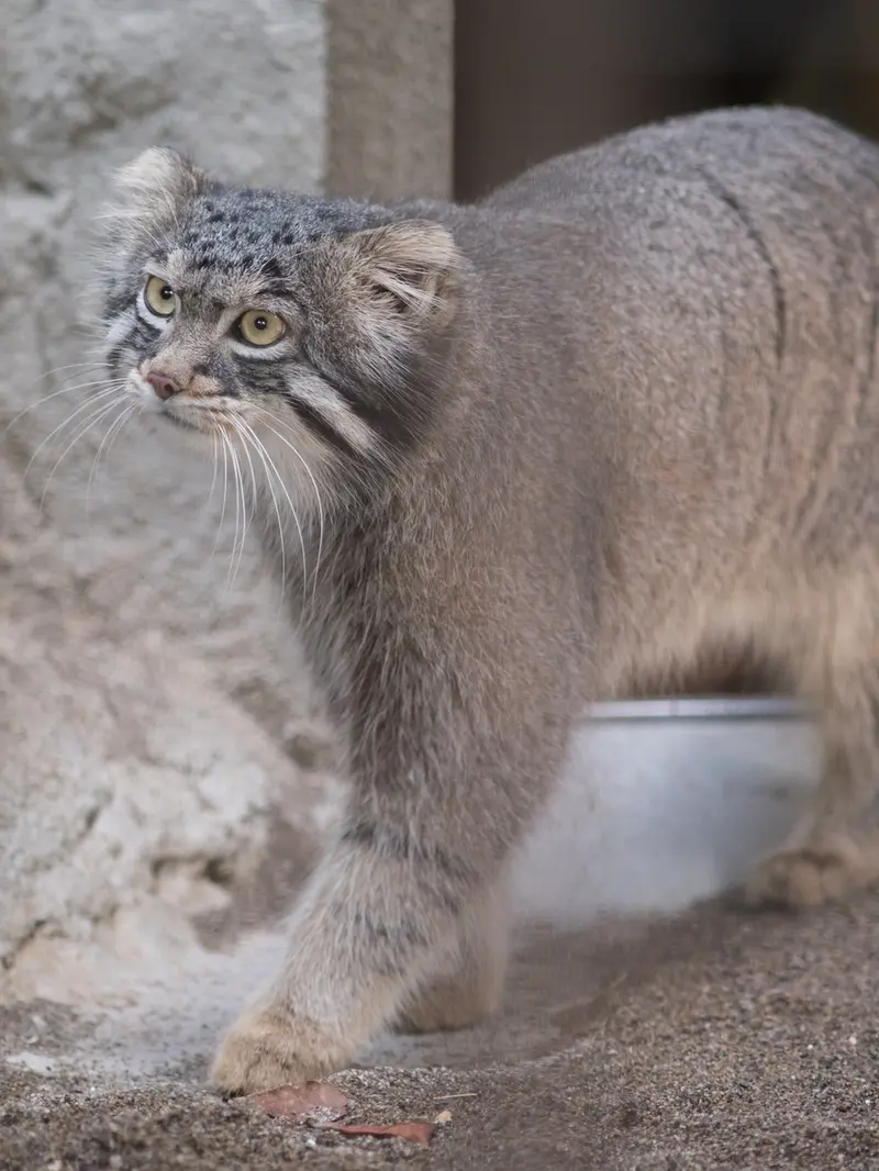 野毛山動物園のフィーガの写真
