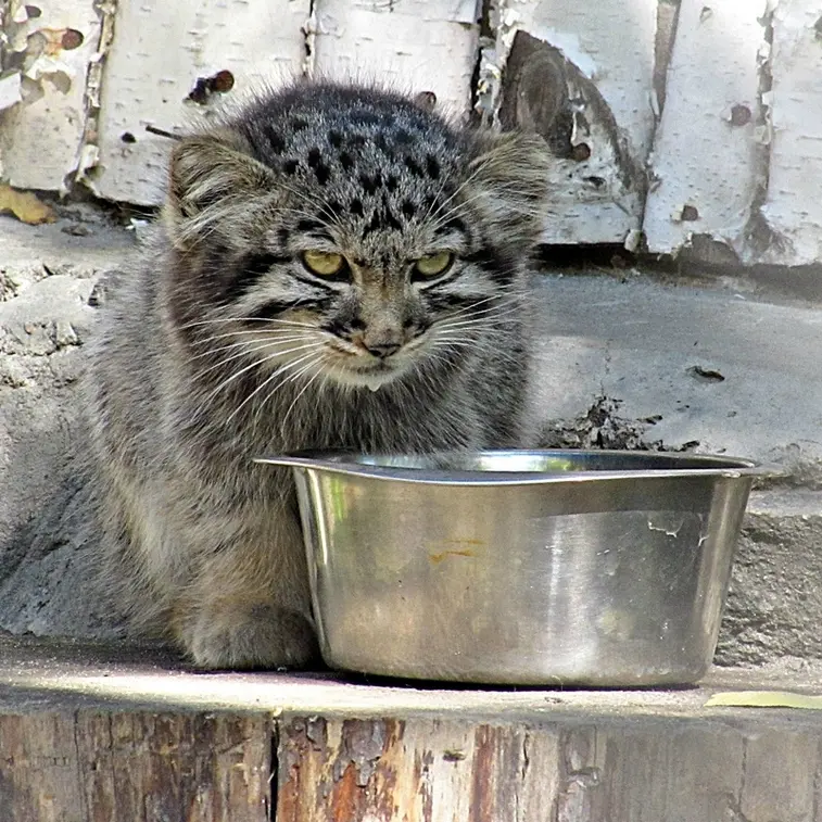 ノヴォシビルスク動物園のマヌルネコの写真