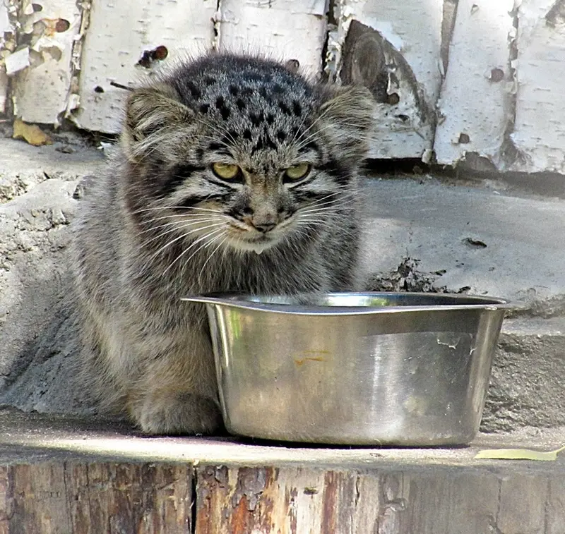 ノヴォシビルスク動物園のマヌルネコの写真