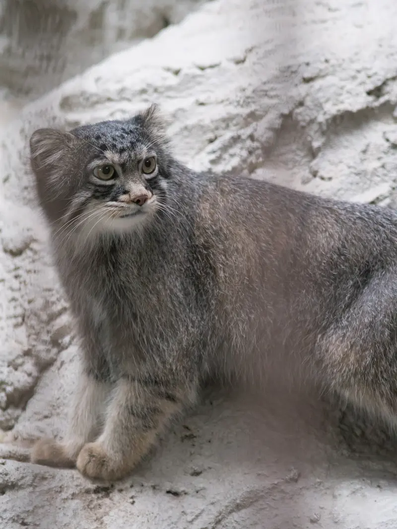 野毛山動物園のフィーガの写真
