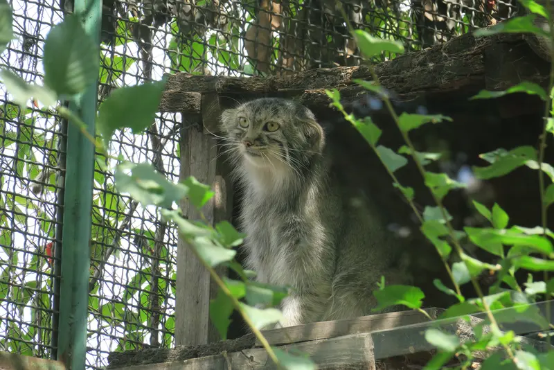 ブダペスト動物園・植物園のルーシーの写真