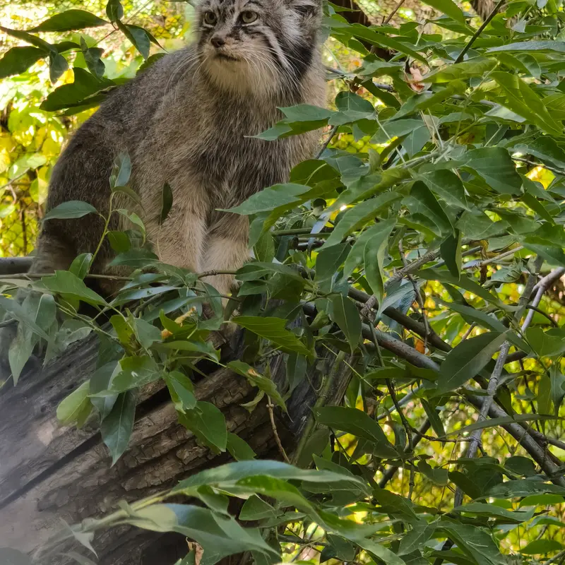 ノヴォシビルスク動物園のロロの写真