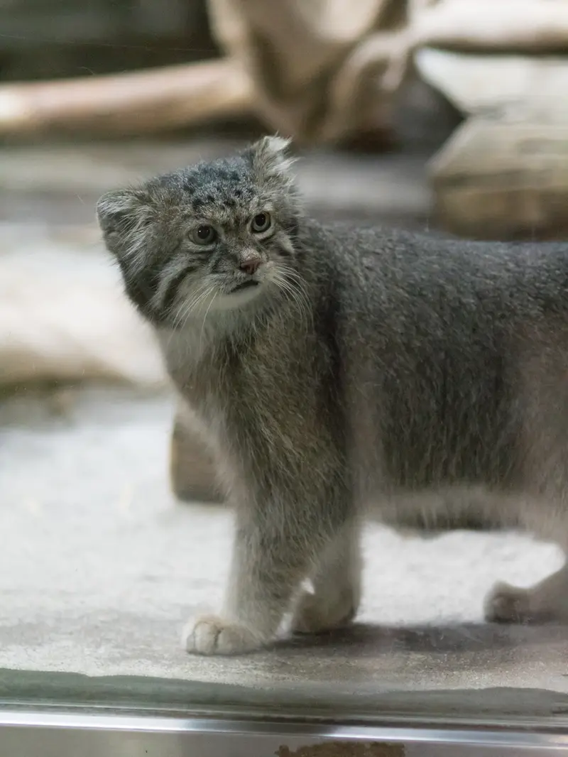 恩賜上野動物園のクリョンの写真