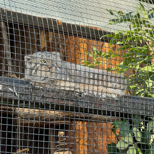 レニングラード動物園のシューの写真