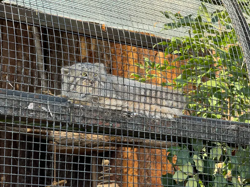レニングラード動物園のシューの写真