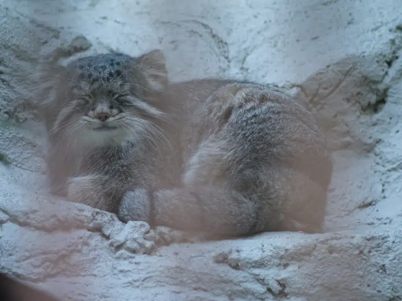 野毛山動物園のフィーガの写真