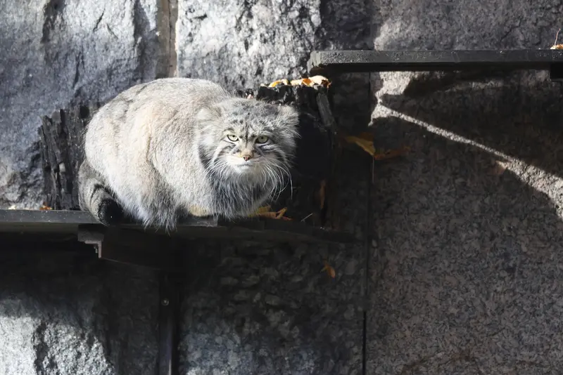 モスクワ動物園のティモフェイの写真