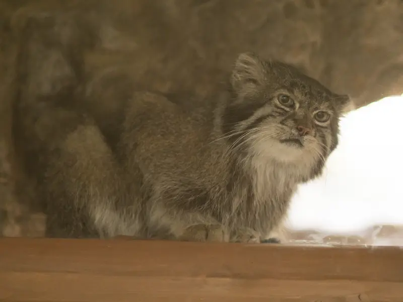 恩賜上野動物園のクリョンの写真