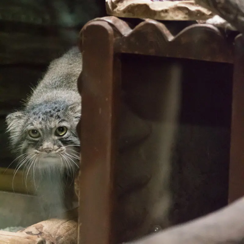 恩賜上野動物園のサフランの写真