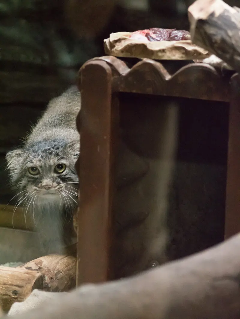 恩賜上野動物園のサフランの写真