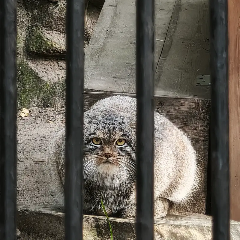 ノヴォシビルスク動物園のメンスの写真