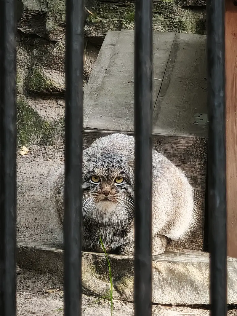 ノヴォシビルスク動物園のメンスの写真