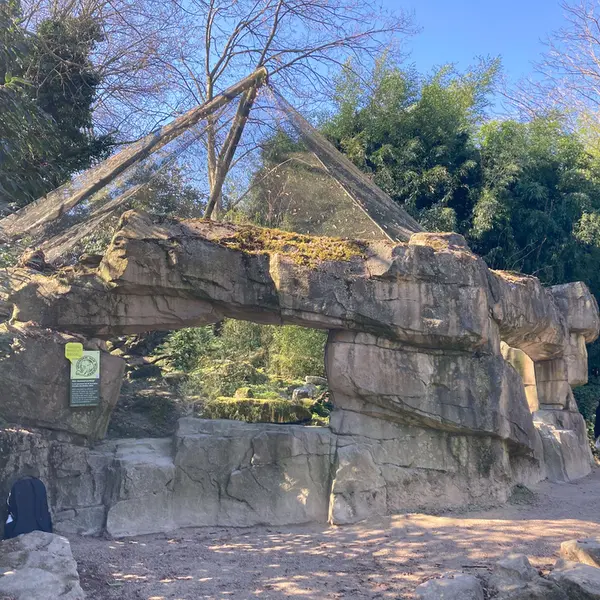 ロッテルダム動物園のマヌルネコの写真