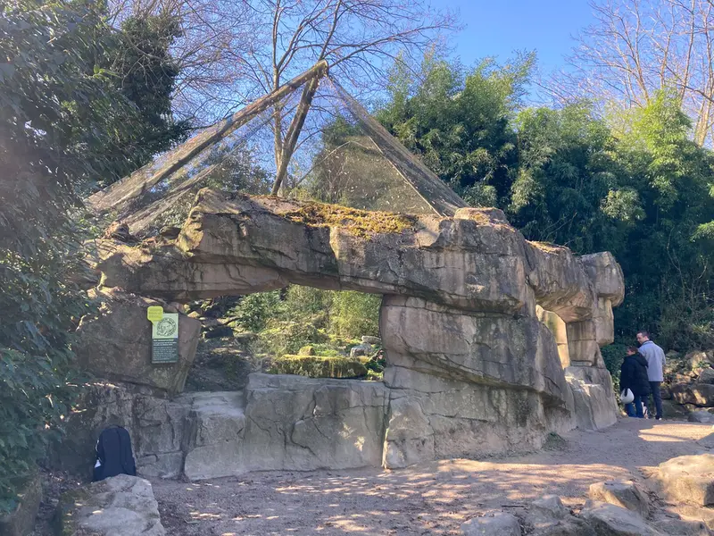 ロッテルダム動物園のマヌルネコの写真