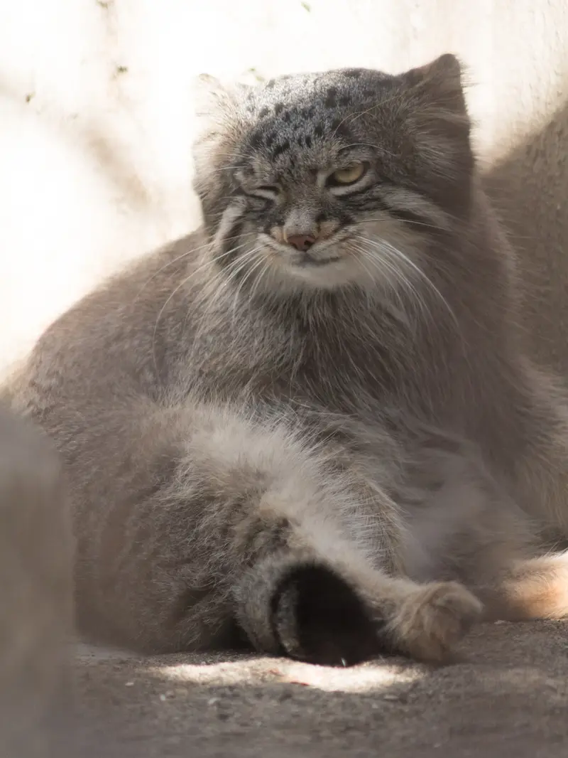 野毛山動物園のフィーガの写真