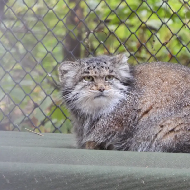 ノヴォシビルスク動物園のラストチカの写真