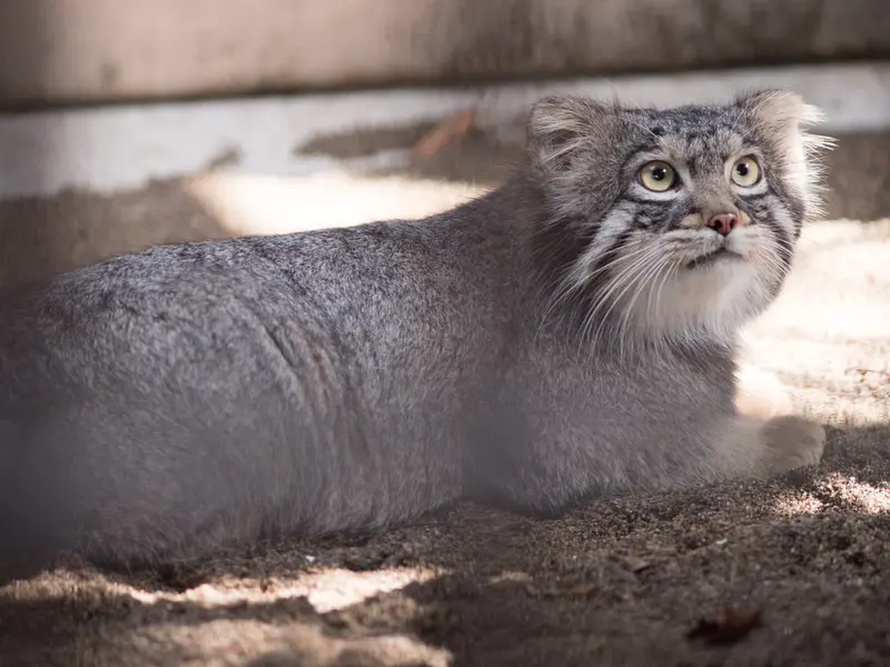 野毛山動物園のフィーガの写真