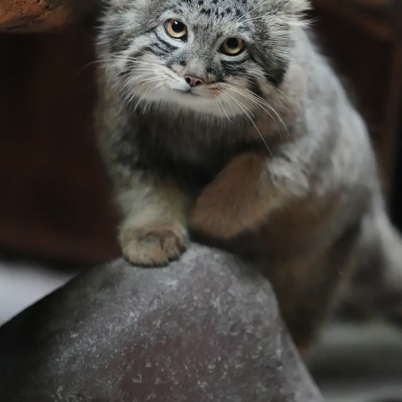 恩賜上野動物園のマヌルネコの写真