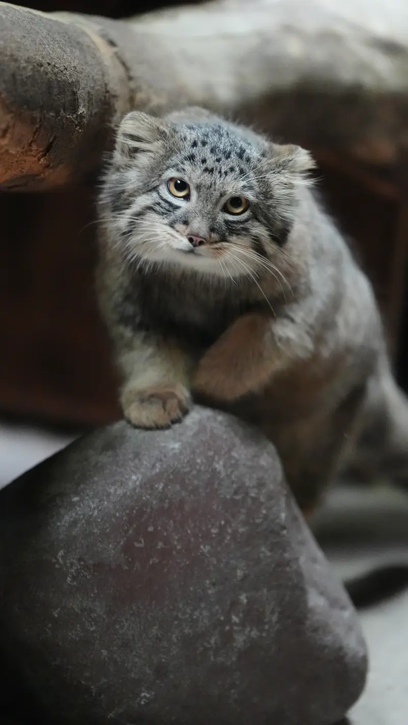 恩賜上野動物園のマヌルネコの写真
