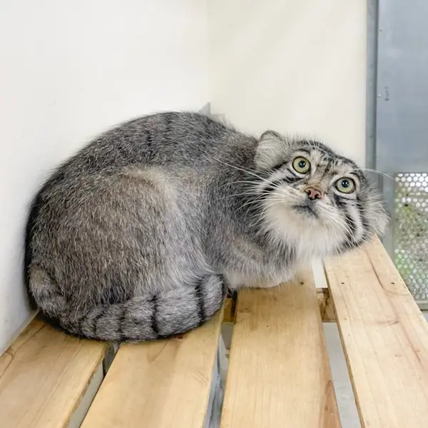 那須どうぶつ王国のレフの写真