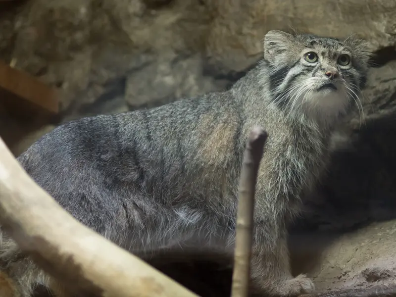恩賜上野動物園のクリョンの写真