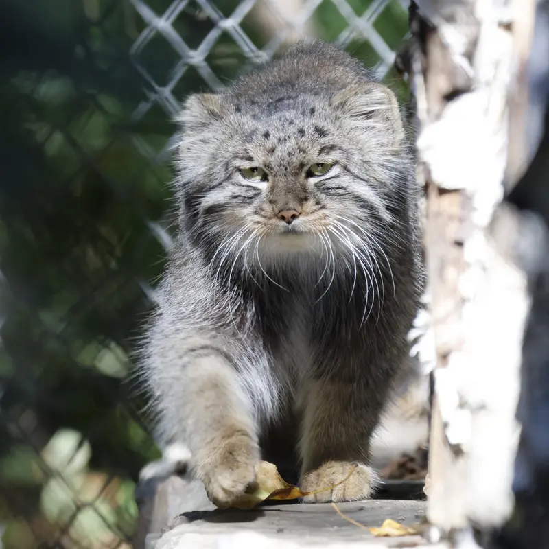 ノヴォシビルスク動物園のグレイの写真