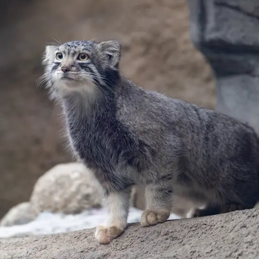 神戸どうぶつ王国のナゴムの写真