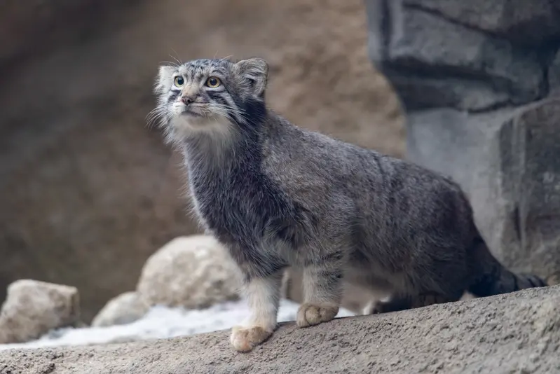 神戸どうぶつ王国のナゴムの写真