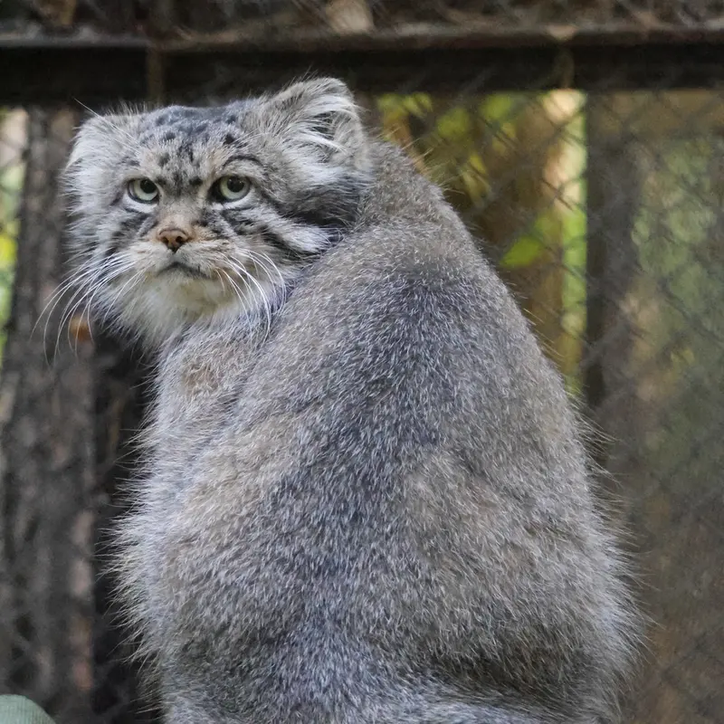 ノヴォシビルスク動物園のジョージの写真