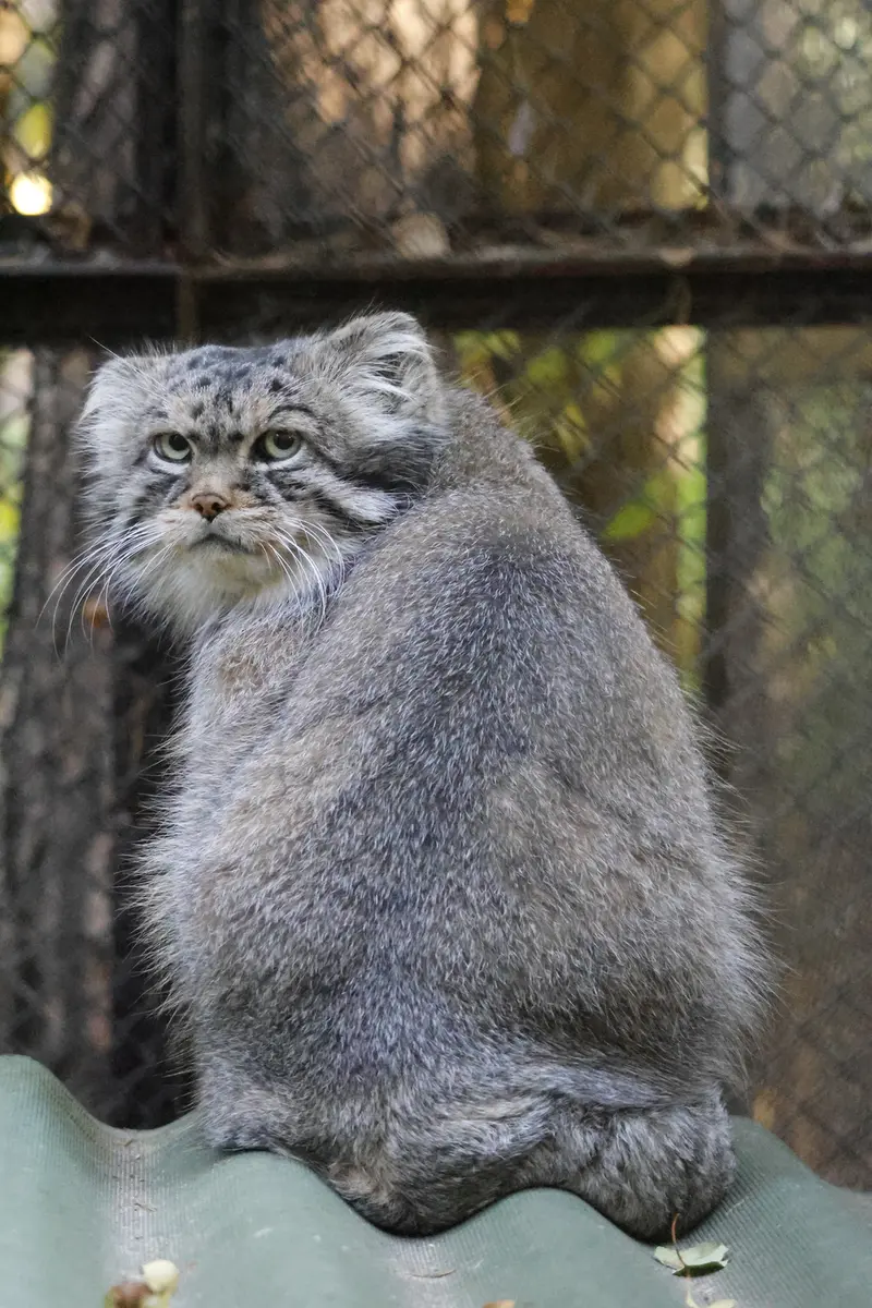 ノヴォシビルスク動物園のジョージの写真