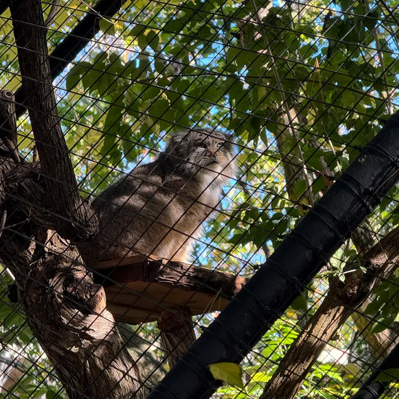 シンシナティ動物園のムーシューの写真