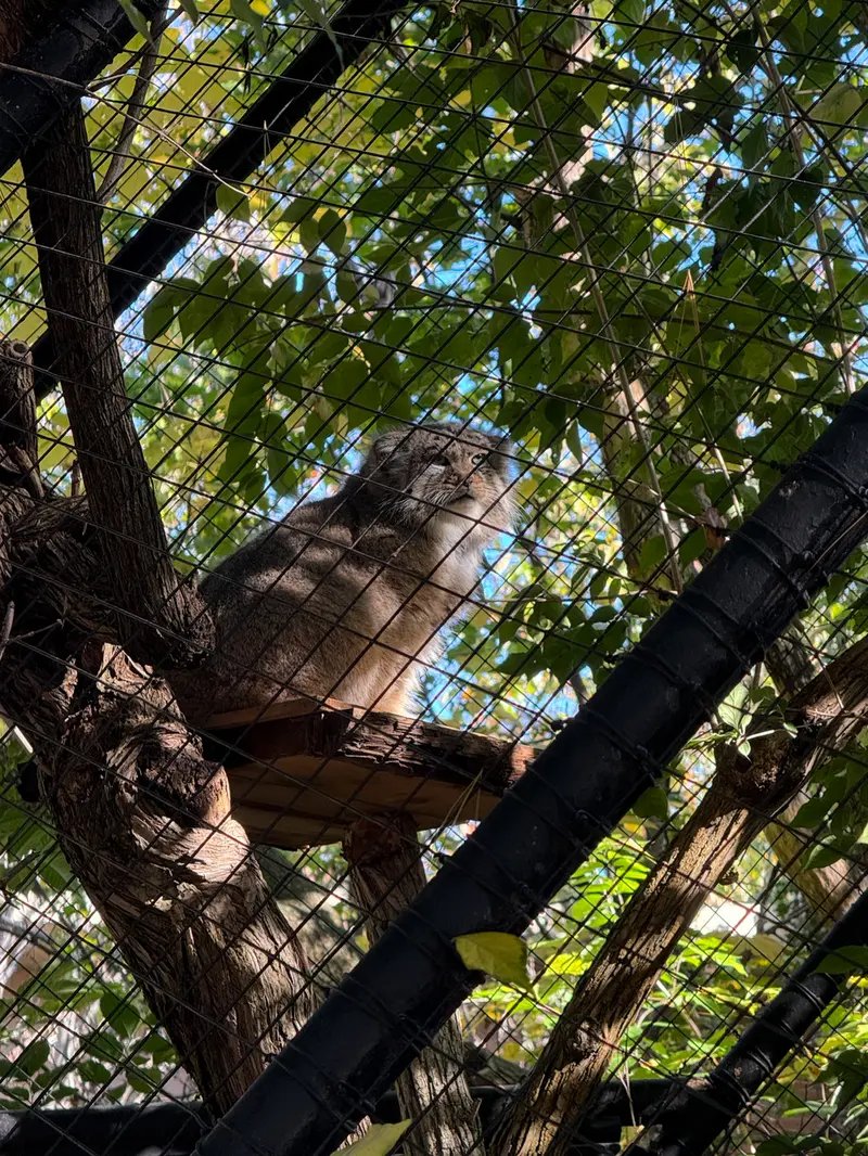 シンシナティ動物園のムーシューの写真